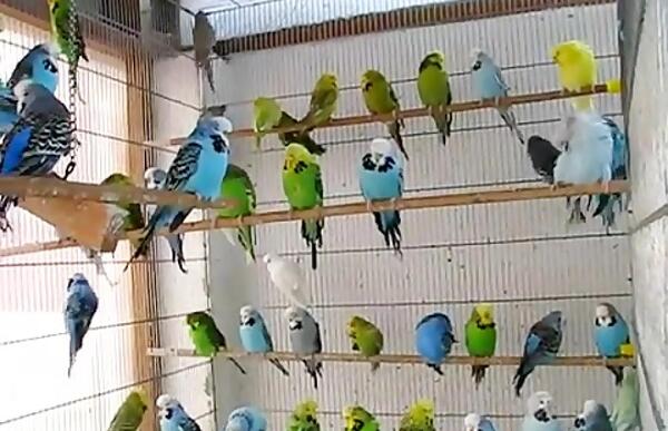 عکس مرغ عشق انگلیسی گرید a