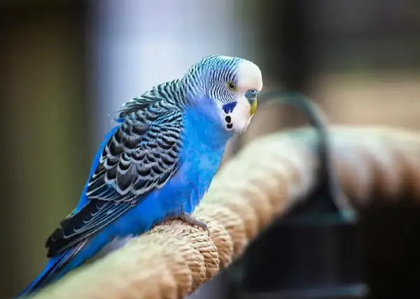 عکس مرغ عشق آبی