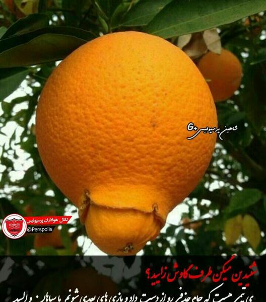 عکس ضرب المثل شب یلدا