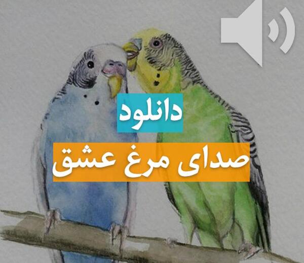 عکس مرغ عشق فیشر