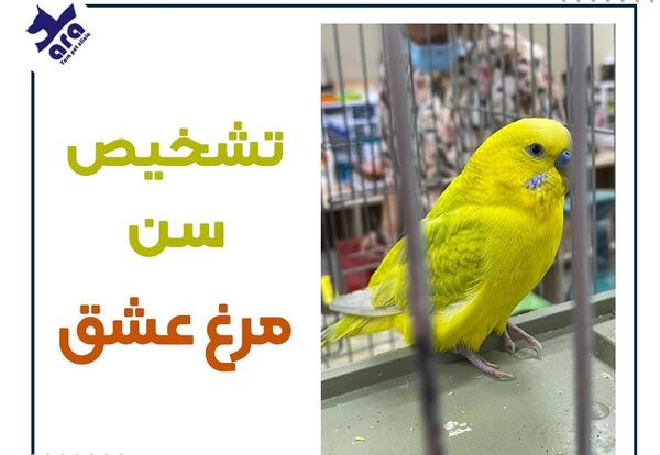 عکس مرغ عشق فیشر