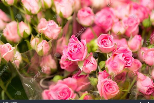 عکس گلهای قشنگ طبیعی