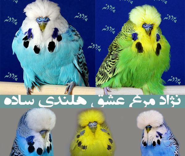عکس مرغ عشق کاکلی
