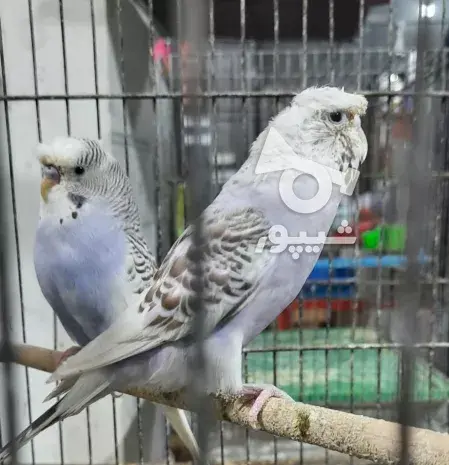 عکس مرغ عشق کاکلی