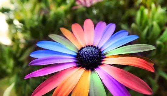عکس گل های طبیعی زیبا