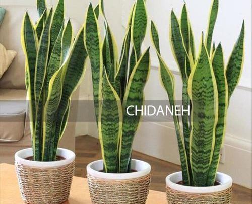عکس گل طبیعی آپارتمانی