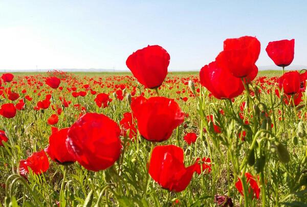عکس طبیعت گلهای شقایق