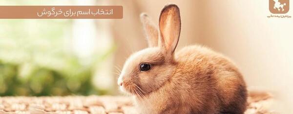 عکس خرگوش پسر