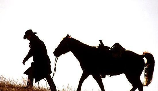 عکس اسب زورو