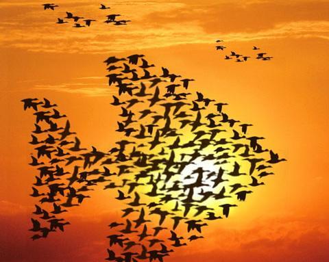 عکس جملات انگیزشی در مورد مهاجرت
