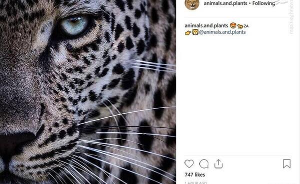 عکس پلنگ نیمرخ