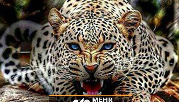 عکس پلنگ هندی
