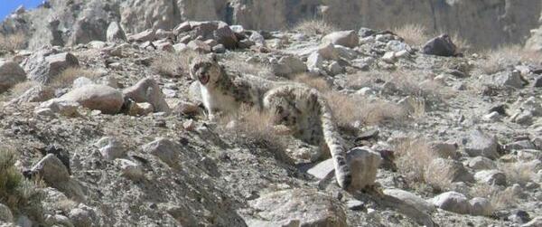 عکس کشته شدن علی پلنگ