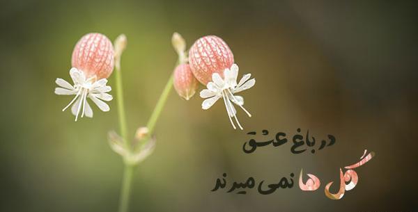 عکس جملات انگیزشی گل