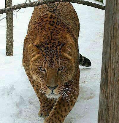 عکس پلنگ آمریکایی