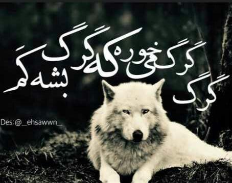 عکس گرگ دسته جمعی