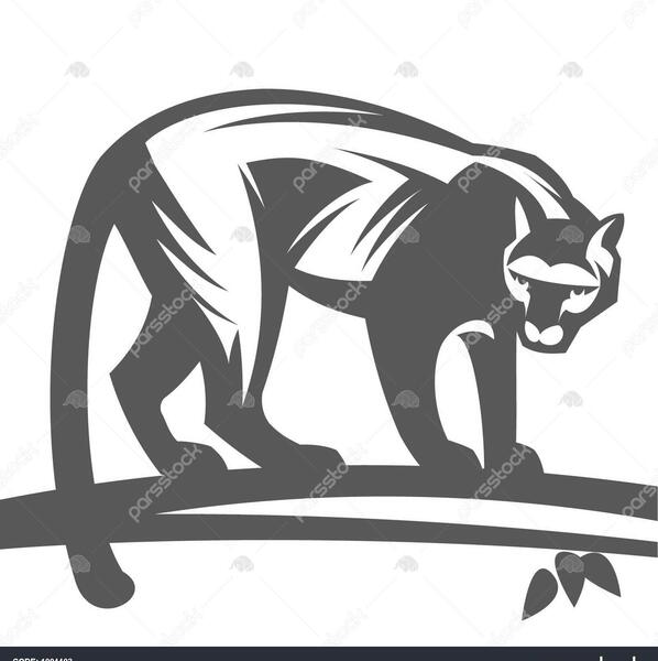 عکس پلنگ پوما