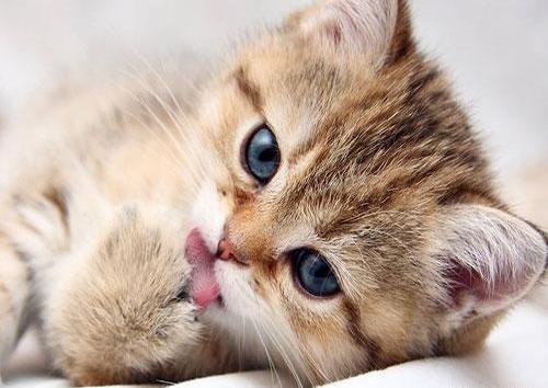 عکس گربه برای پروفایل گروه