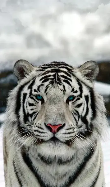 عکس پلنگ سیاه چشم آبی