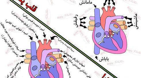 عکس عکس قلب انسان