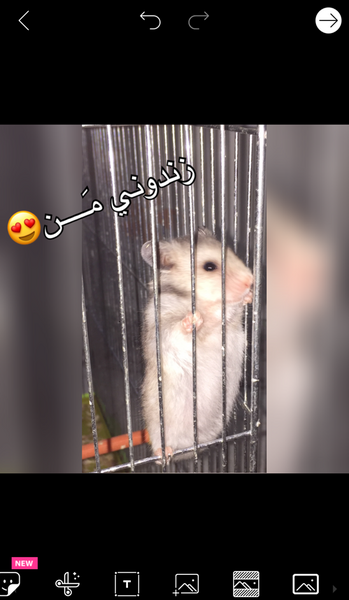 عکس همستر نی نی سایت