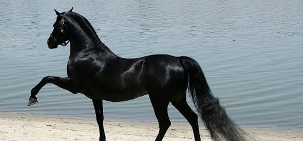 عکس اسب ناز