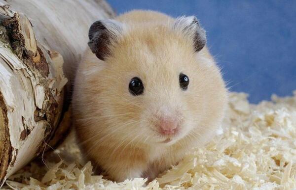 عکس همستر دارد