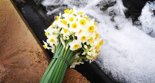 عکس گل نرگس روی سنگ قبر