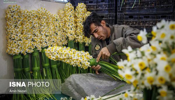 عکس گل نرگس روی سنگ قبر