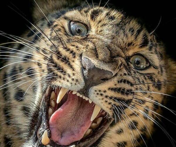 عکس ببر و پلنگ برای طراحی