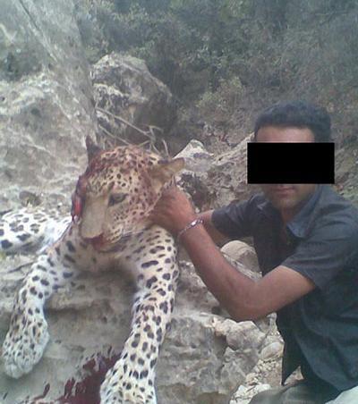 عکس پلنگ در حال شکار