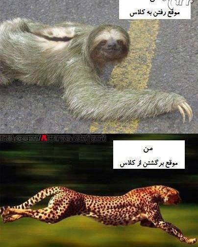 عکس پلنگ خنده دار
