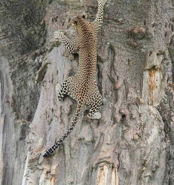 عکس پلنگ خنده دار