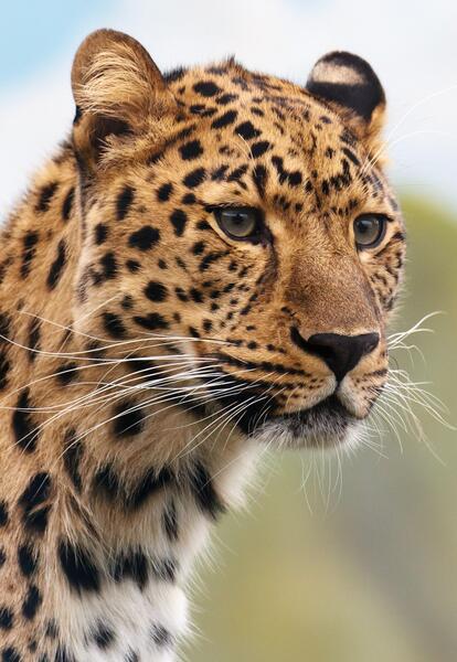 عکس پلنگ استقلال