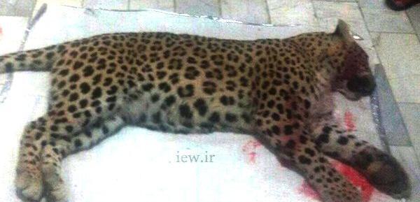 عکس پلنگ واقعی