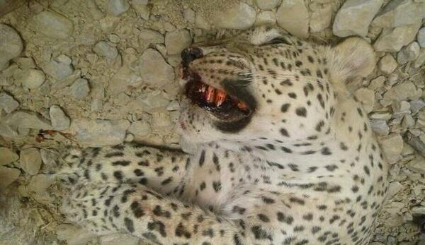 عکس پلنگ و ماه
