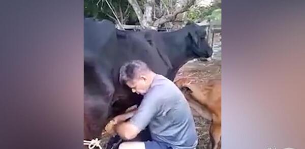 عکس حمله گاو به شیر