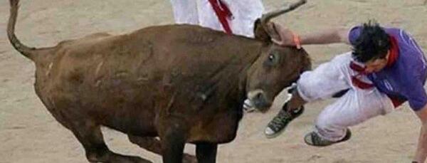 عکس حمله گاو به شیر