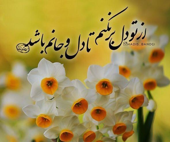 عکس گل نرگس برای عکس نوشته