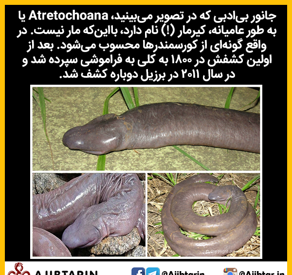 عکس عامیانه