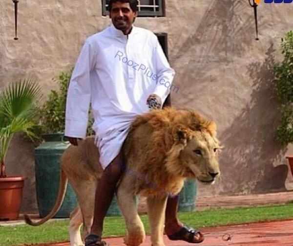 عکس پلنگ و شیر