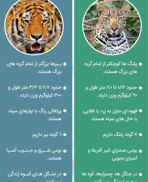 عکس پلنگ و شیر