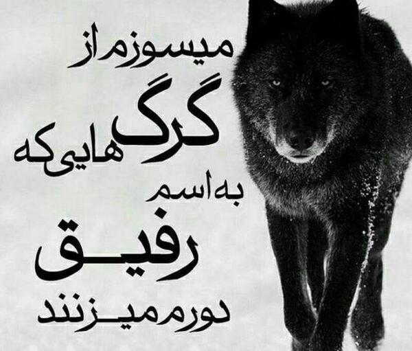 بهترین عکس پروفایل گرگ