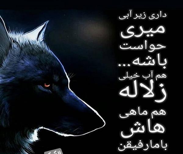 بهترین عکس پروفایل گرگ