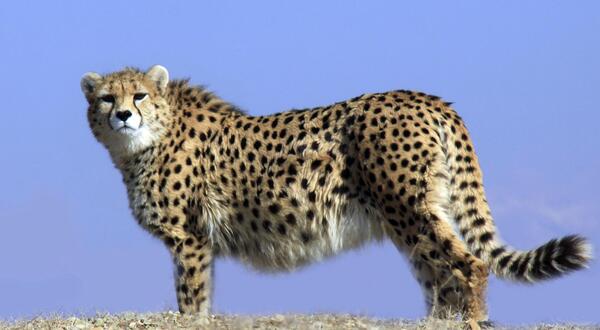 عکس پلنگ یوز