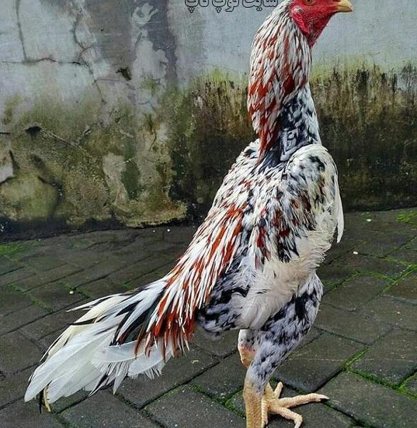 عکس فانتزی جنگی