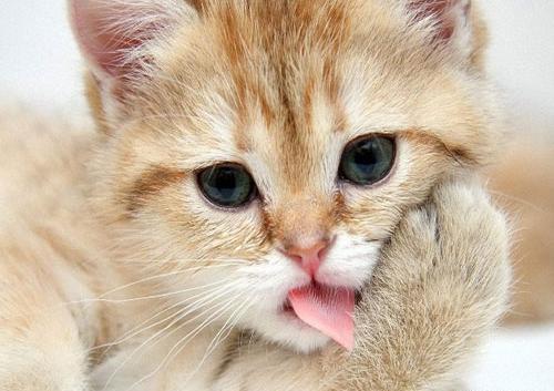 عکس گربه های گوگولی