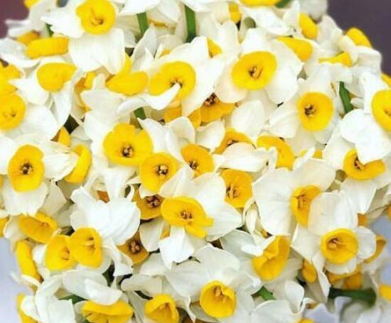 عکس یه دسته گل نرگس