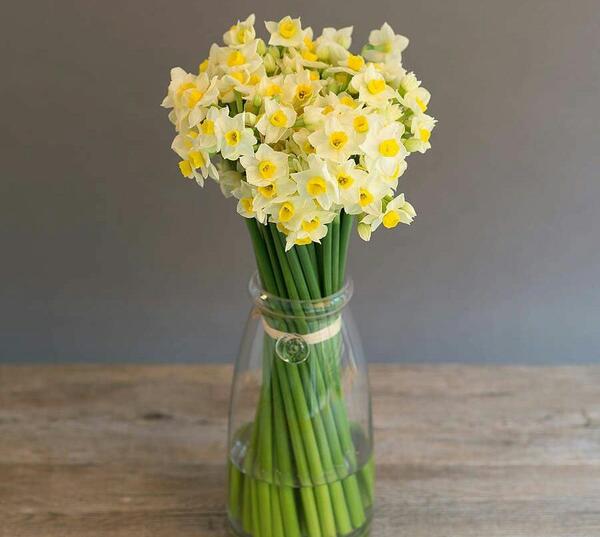 عکس یه دسته گل نرگس