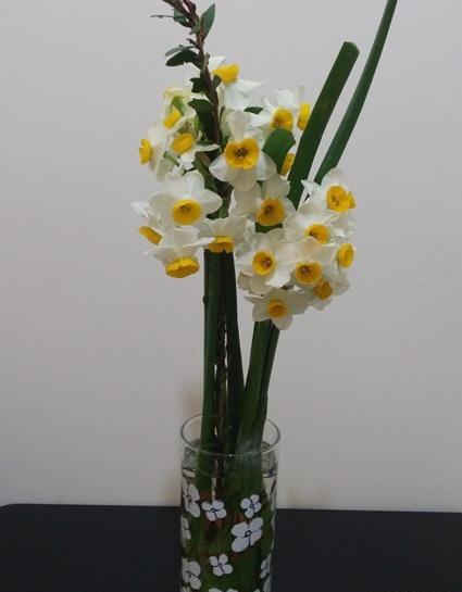 عکس یه دسته گل نرگس